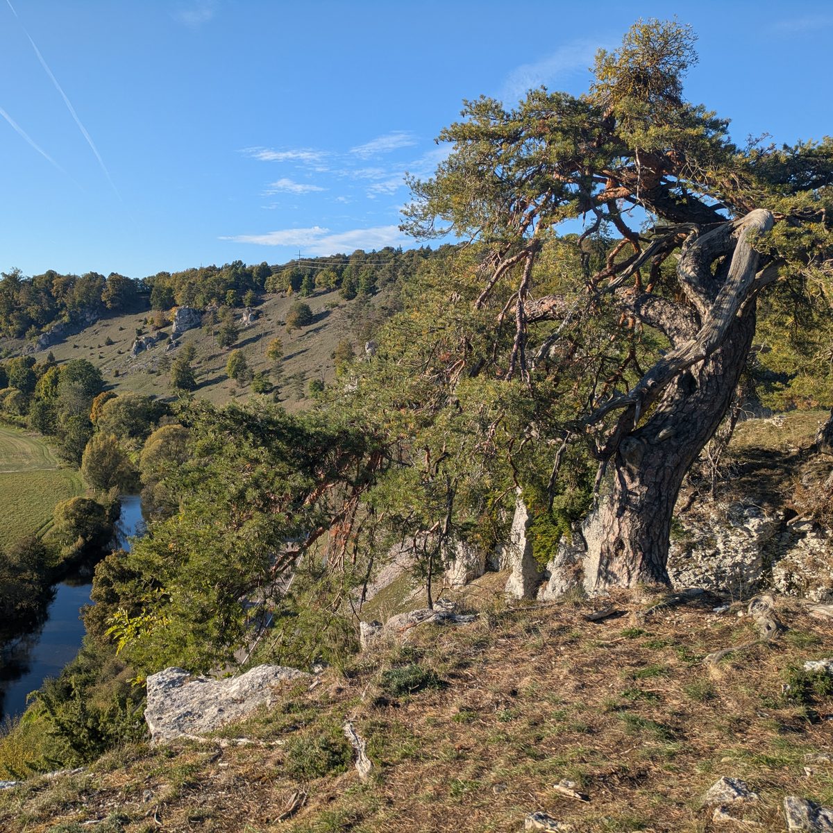 Knorrige Kiefer auf einem Felsen hoch über einem Flusstal im Abendlicht