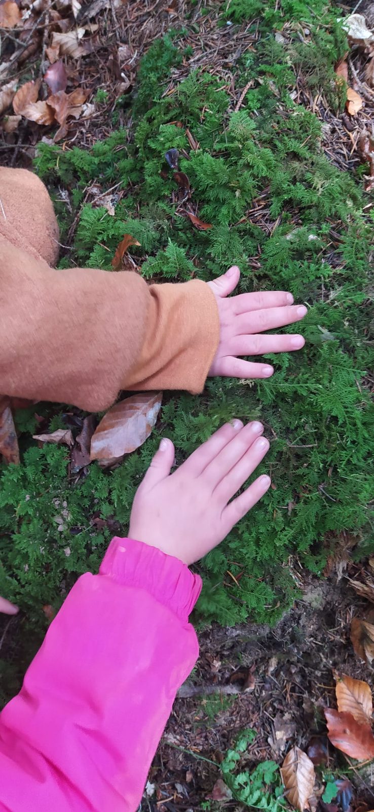 Zwei Kinderhände berühren achtsam grünes Waldmoos