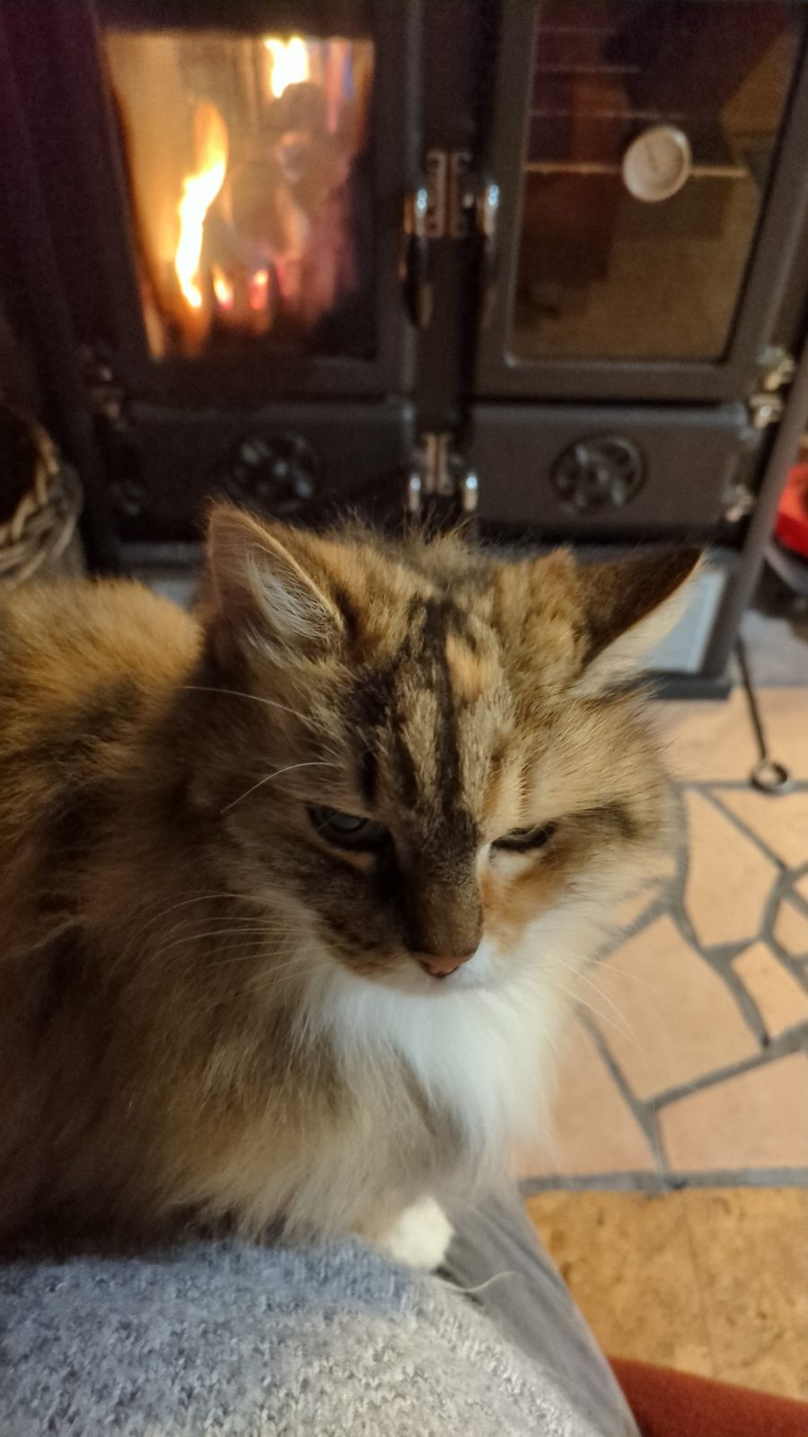 Katze ruht entspannt vor einem warmen Holzofen mit Feuer